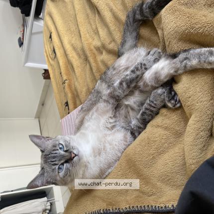 Photo de chat perdu à Juvignac