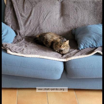 Photo 1/1 Violette Chat perdu à La baule