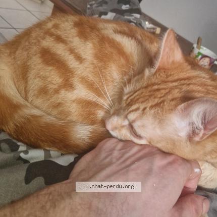 Photo de chat perdu à La Ferte Gaucher