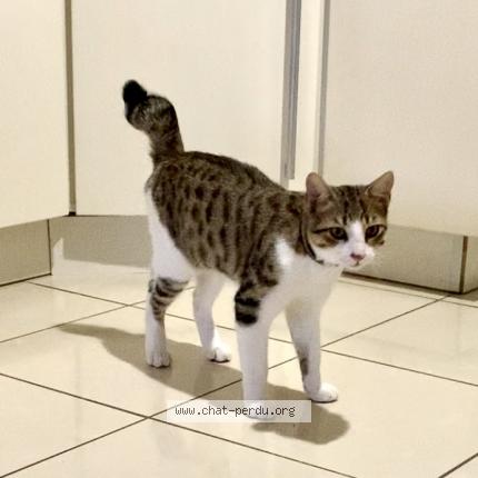 Photo de chat perdu à Marseille