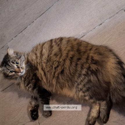 Photo 1/1 Chat retrouvé Perdu à Escource