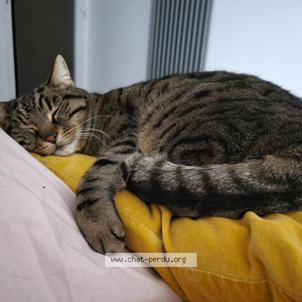 Photo de chat perdu à Marseille