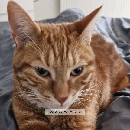 Photo 1/1 Magnus Chat perdu à Courboin