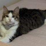 Photo de chat perdu à Pusignan 69330