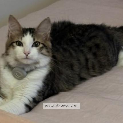 Photo 1/1 Chat retrouvé Perdu à Pusignan 69330