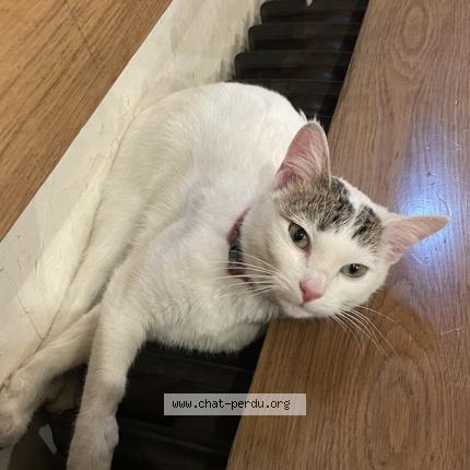 Photo 1/1 Marie Chat perdu à Vincennes