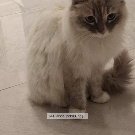 Photo 1/1 Ruya Chat perdu à Digne les bains