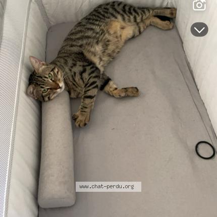 Photo 1/1 Cookie Chat perdu à La ciotat