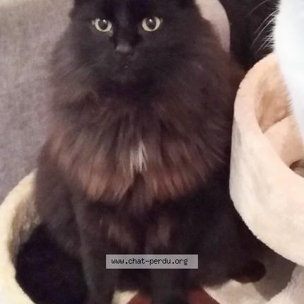 Photo 1/1 Chat retrouvé Perdu à Corbelin