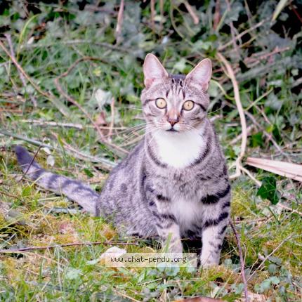 Photo de chat perdu à Lons