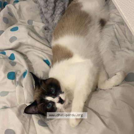 Photo de chat perdu à Dijon
