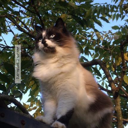 Photo 1/1 Nougat Chat perdu à Hauriet