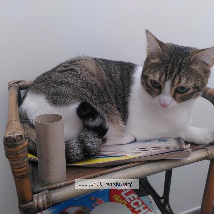 Photo de chat perdu à Juvisy Sur Orge