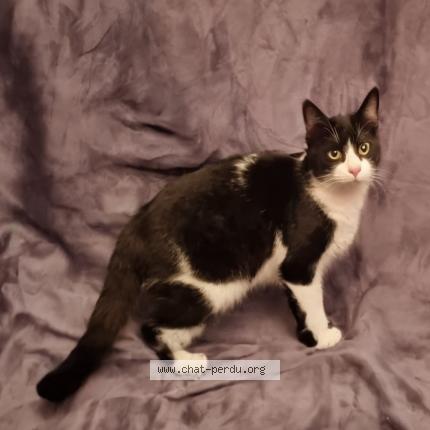 Photo de chat perdu à Montigny Les Cormeilles