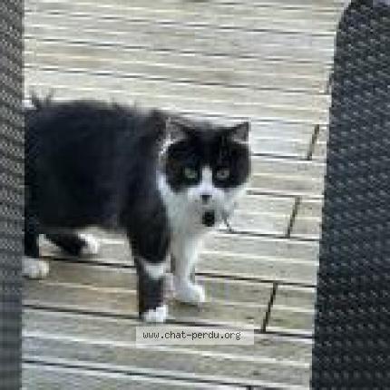 Photo 1/1 Chat retrouvé Trouvé à Froidfond