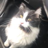 Photo de chat perdu à Le Blanc Mesnil