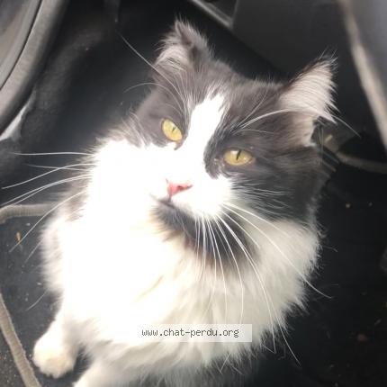 Photo 1/1 Chat retrouvé Perdu à Le blanc mesnil