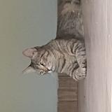 Photo de chat perdu à Martinez