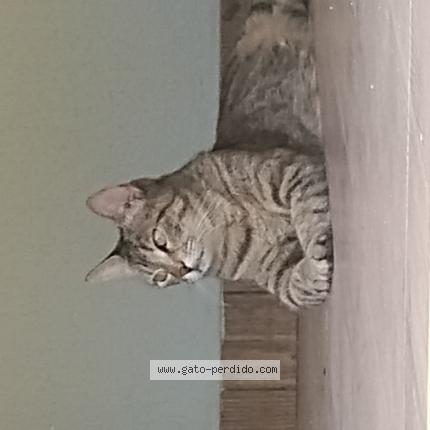 Photo 1/1 Eva Chat perdu à Martinez