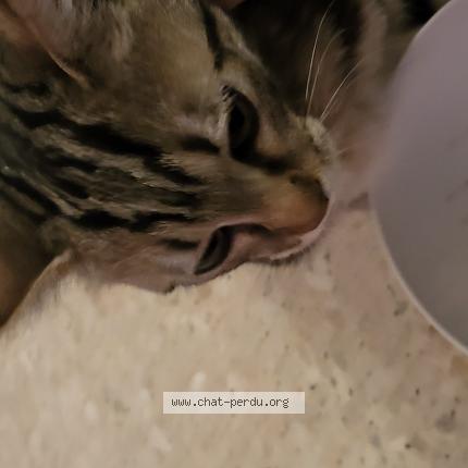 Photo de chat trouvé à Grasse