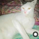 Photo de chat perdu à Lahore