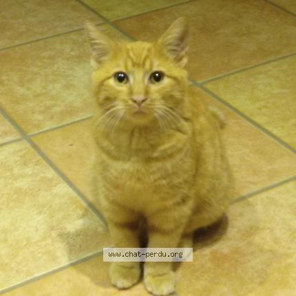 Photo de chat perdu à Soufflenheim
