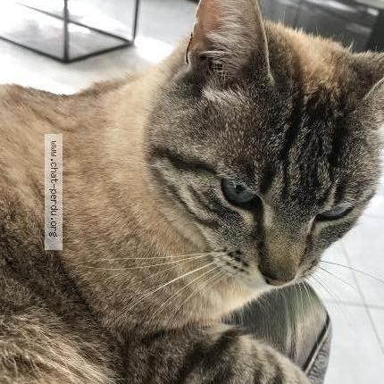 Photo 1/2 Moreno Chat perdu à Labastide saint georges