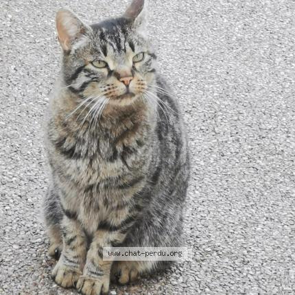Photo de chat trouvé à Portel Des Corbieres
