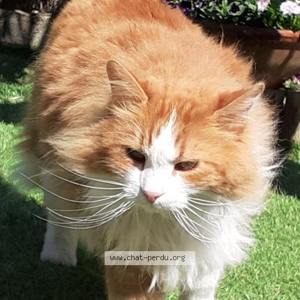 Photo 1/1 Jazz Chat perdu à Vic fezensac