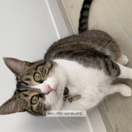 Photo de chat perdu à Villefranche Sur Saone