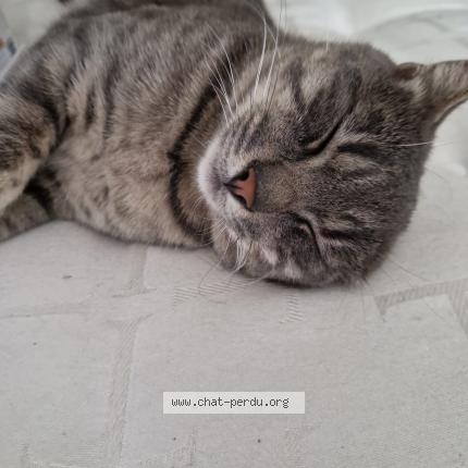 Photo de chat perdu à St Benoit
