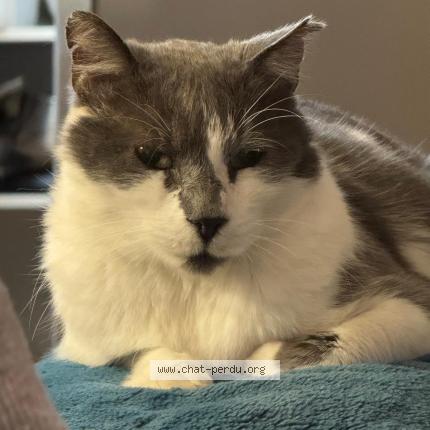 Photo 1/1 HERVE Chat perdu à Uchaux