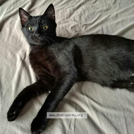 Photo 1/1 BLUE Chat perdu à Altorf