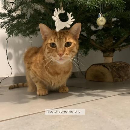 Photo de chat perdu à Bousies