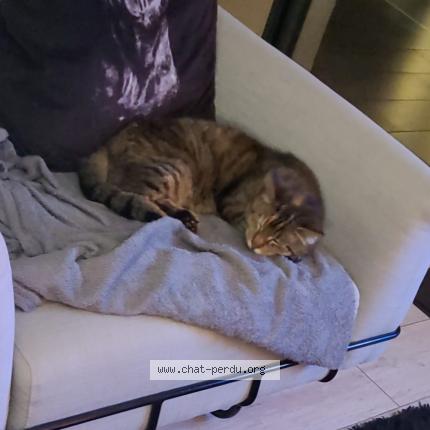 Photo de chat perdu à Belleville En Beaujolais