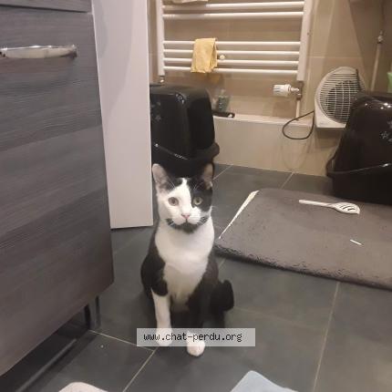 Photo 1/1 Max Chat perdu à Strasbourg robertsau