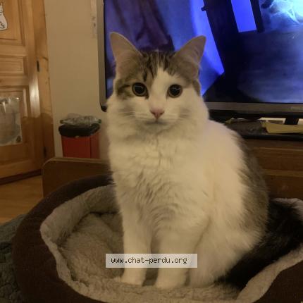 Photo de chat perdu à Chaux Des Crotenay