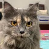 Photo de chat perdu à Islamabad