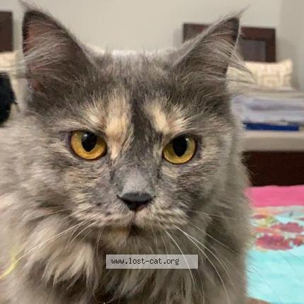 Photo 1/1 Fury Chat perdu à Islamabad