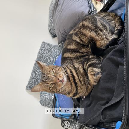 Photo de chat perdu à Essarts En Bocage