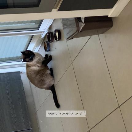 Photo de chat perdu à Panazol