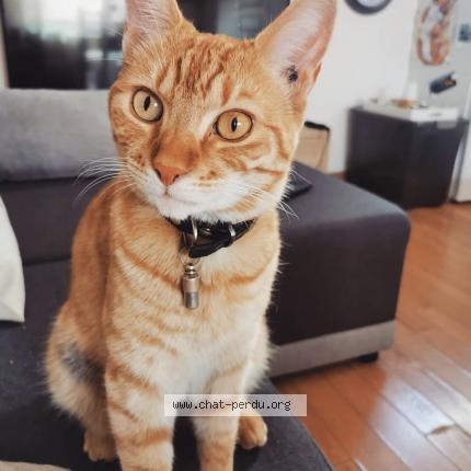 Photo de chat perdu à Capinghem