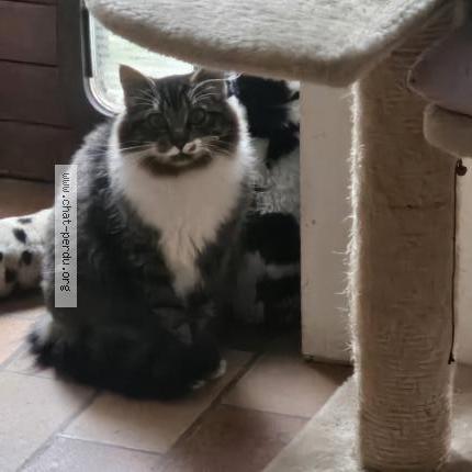 Photo de chat perdu à Chenex