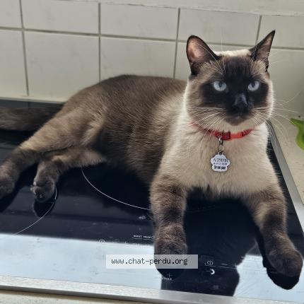 Photo de chat perdu à Lons Le Saunier