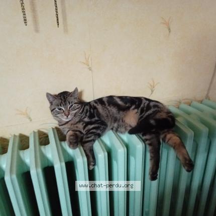 Photo 1/1 Paco Chat perdu à Tinqueux