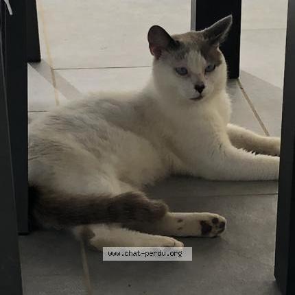Photo 1/1 DUCHMOLE Chat perdu à Lias