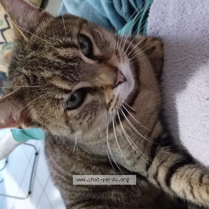 Photo de chat perdu à Janze