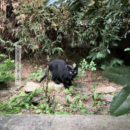 Photo 1/1 Uliss Chat perdu à Chateauneuf