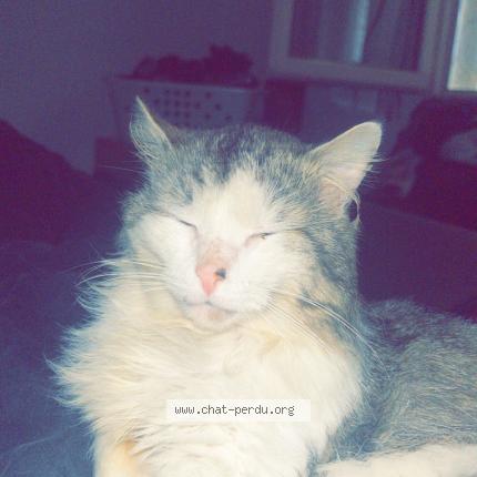 Photo 1/1 Golgotte Chat perdu à La rochebeaucourt et argentine
