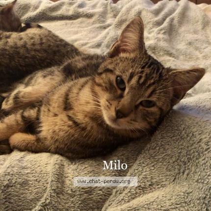 Milo